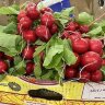 Семена Редис Молния F1