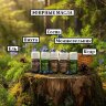 Эфирные масла набор для бани "Лесной дар" (пихта, ель, кедр, сосна, можжевельник) Траверна